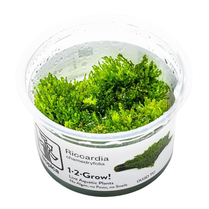 Természetes akváriumi növény, Tropica, Ricardia chamedryfolia 1-2-Grow