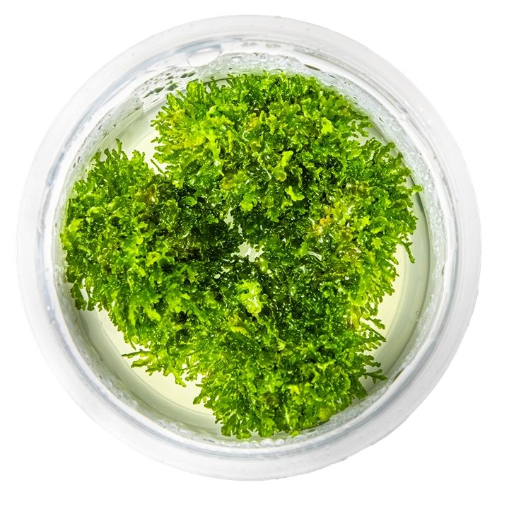 Természetes akváriumi növény, Tropica, Ricardia chamedryfolia 1-2-Grow