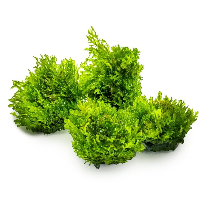 Természetes akváriumi növény, Tropica, Ricardia chamedryfolia 1-2-Grow