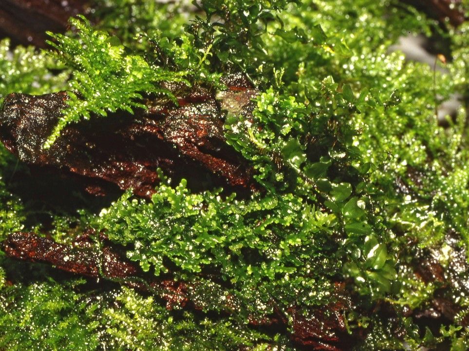 Természetes akváriumi növény, Tropica, Ricardia chamedryfolia 1-2-Grow