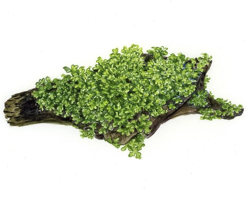 Természetes akváriumi növény, Tropica, Ricardia chamedryfolia 1-2-Grow