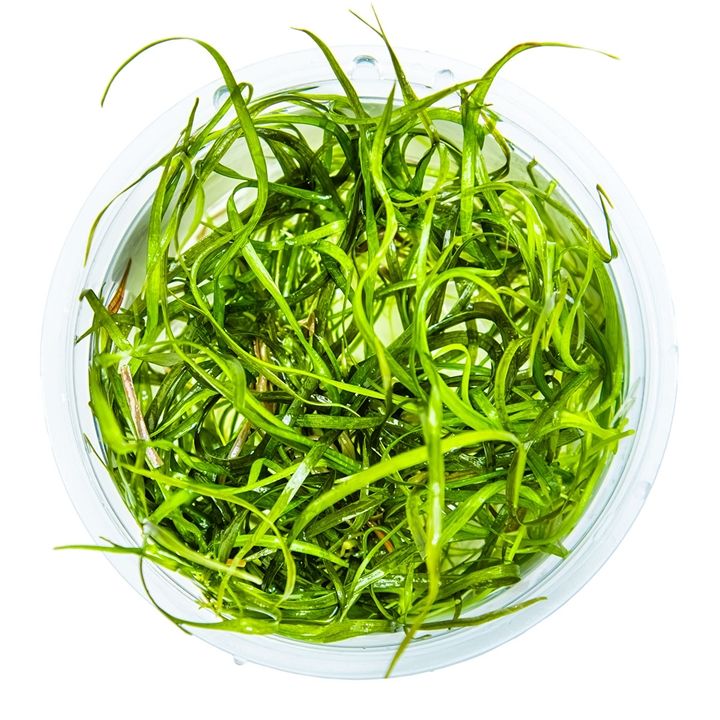Planta naturala de acvariu, Tropica, Sagittaria subulata Needle Leaf, 1-2-Grow!, 5 cm