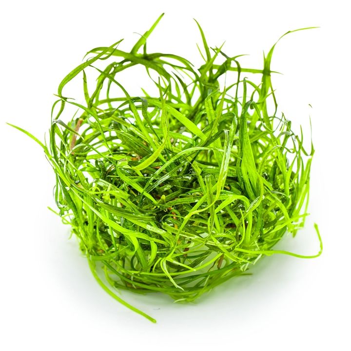 Planta naturala de acvariu, Tropica, Sagittaria subulata Needle Leaf, 1-2-Grow!, 5 cm