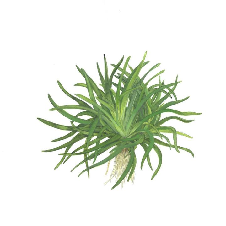 Természetes akváriumi növény, Tropica, Eriocaulon sp. Vietnam