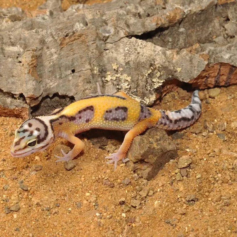 Substrat pentru leopard gecko, HabiStat Leopard Gecko Bedding, 10 kg