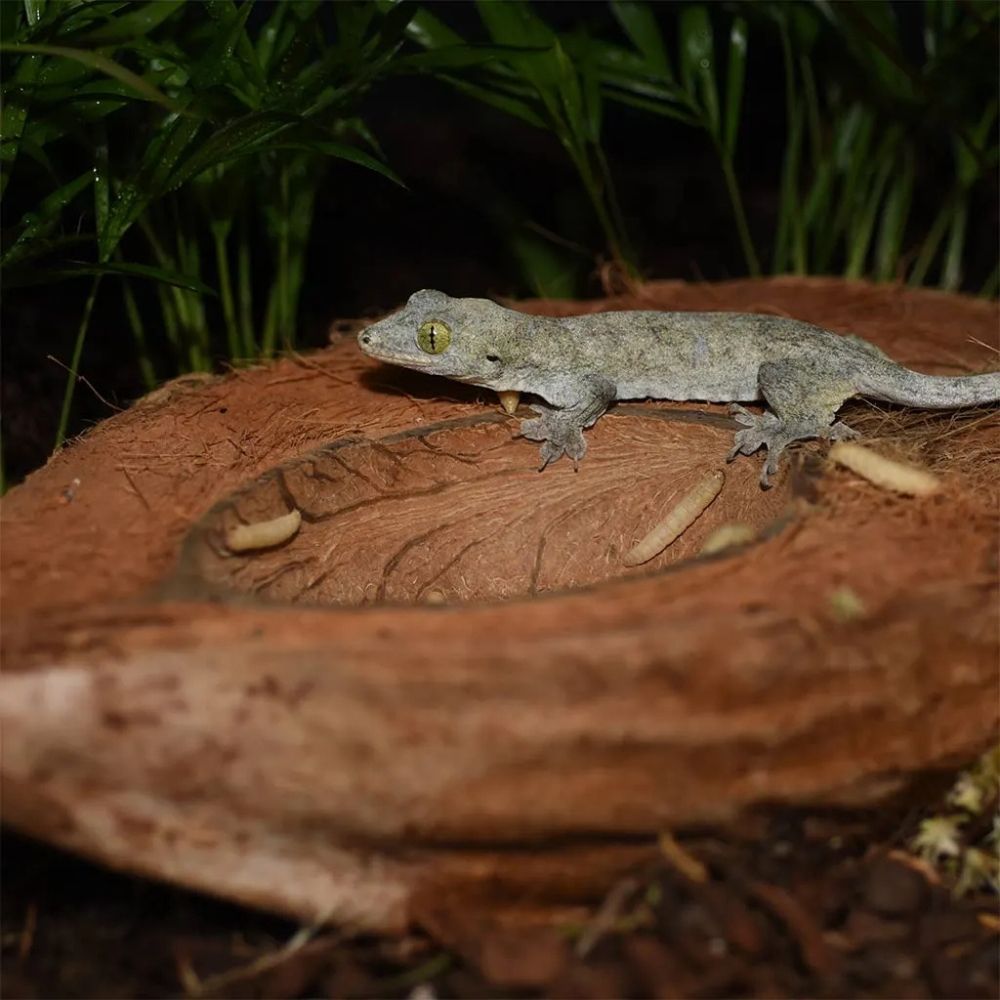 Bol nuca de cocos pentru terarii, HabiStat, Coco Bowl