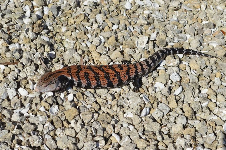 Soparla cu limba albastra Halmahera (Tiliqua gigas)