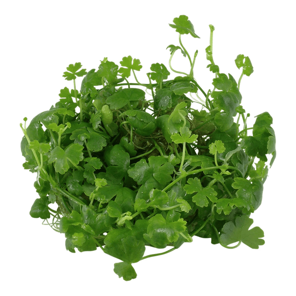Természetes akváriumi növény, Tropica, Hydrocotyle tripartita 1-2-Grow!, 5 cm