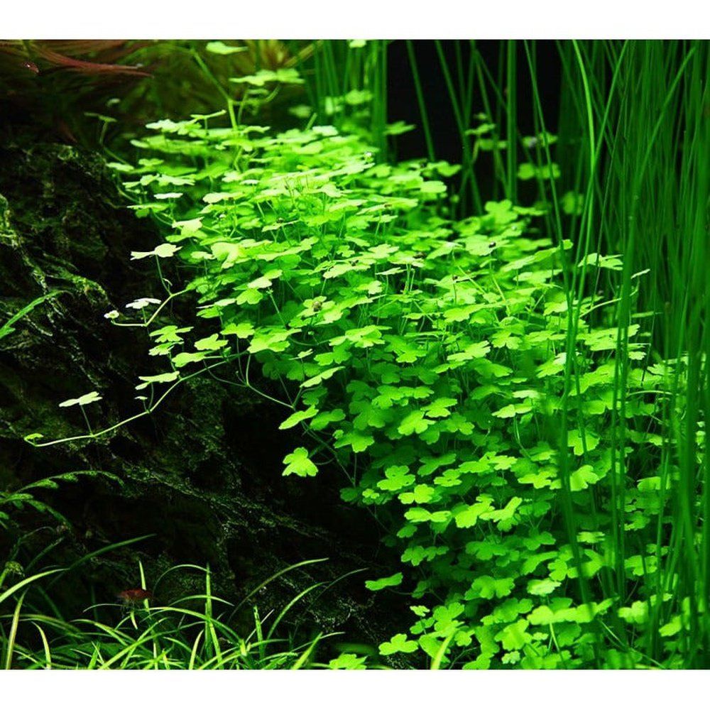 Természetes akváriumi növény, Tropica, Hydrocotyle tripartita 1-2-Grow!, 5 cm