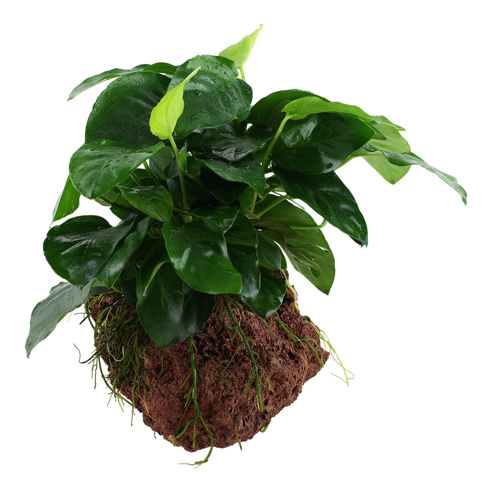 Természetes akváriumi növény, Tropica, Anubias barteri var. naná on lava stone
