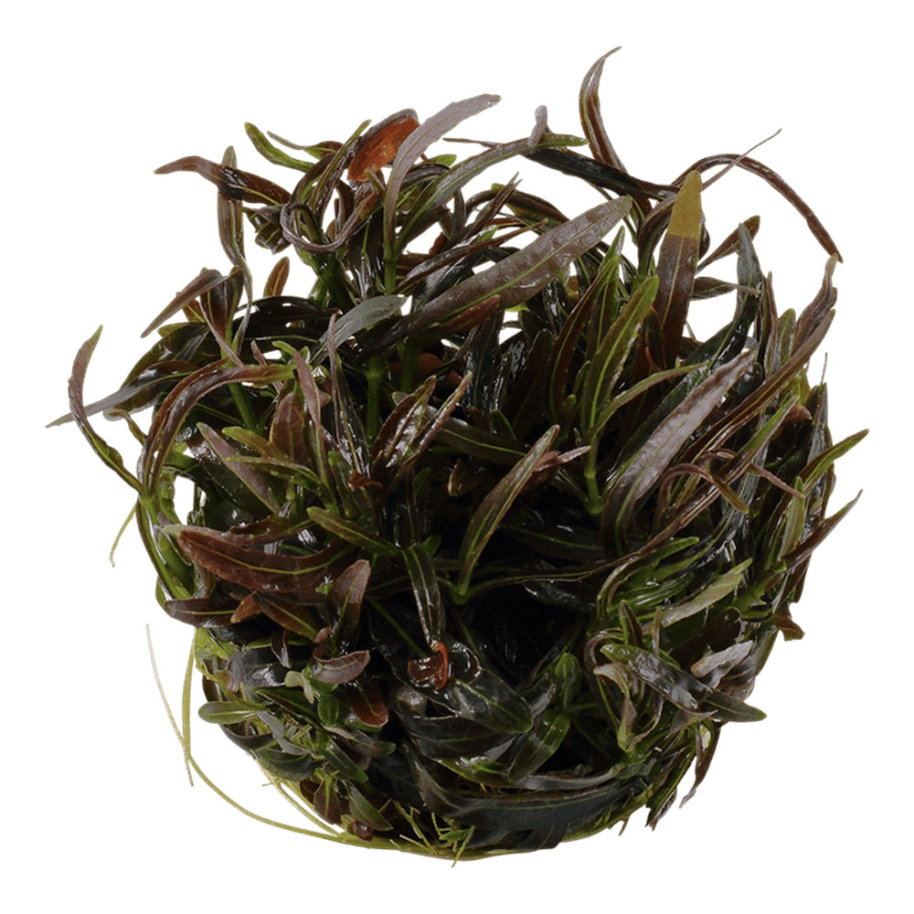 Természetes akváriumi növény, Tropica, Hygrophila lancea 'Araguaia' 1-2-Grow!, 5 cm
