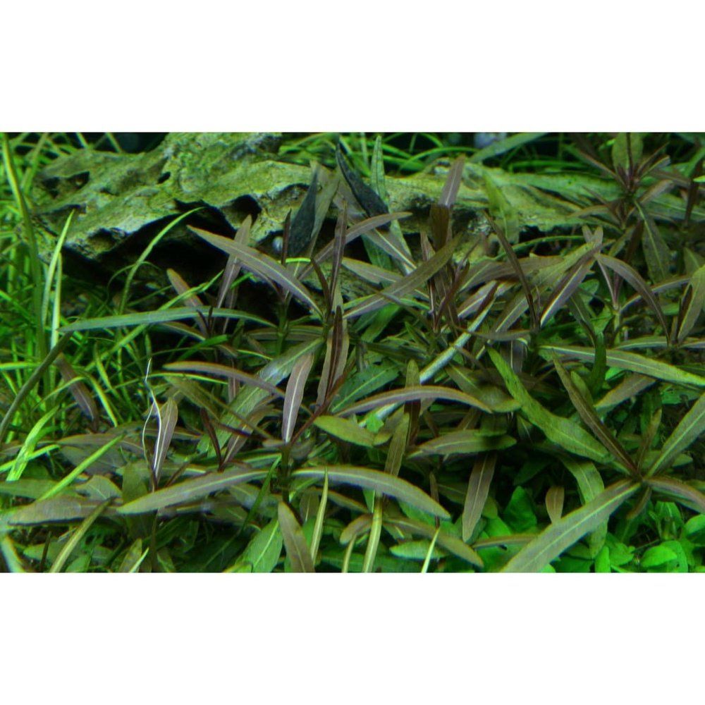 Természetes akváriumi növény, Tropica, Hygrophila lancea 'Araguaia' 1-2-Grow!, 5 cm