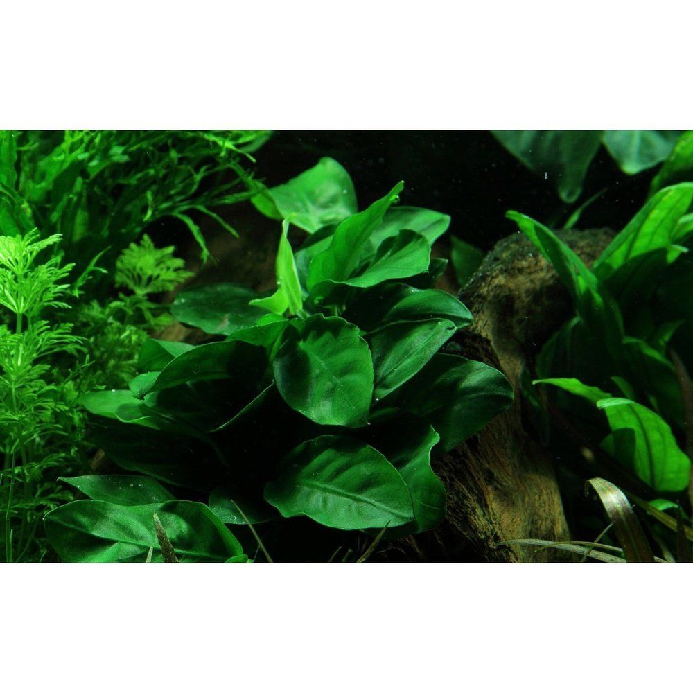 Természetes akváriumi növény, Tropica, Anubias barteri var. naná on lava stone