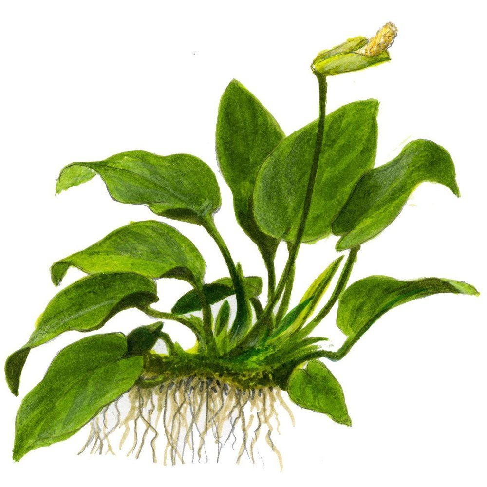 Természetes akváriumi növény, Tropica, Anubias barteri var. naná on lava stone