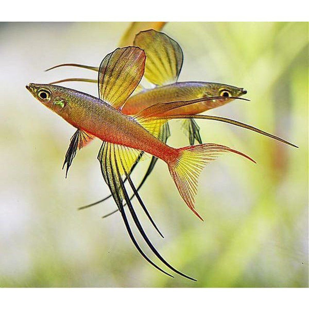 Iriatherina werneri (Threadfin rainbow ) 2,5-3 cm