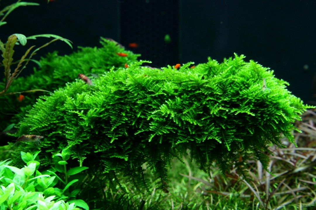 Természetes akváriumi moha, Tropica, Vesicularia montagnei 'Christmas', 7,5x10 cm