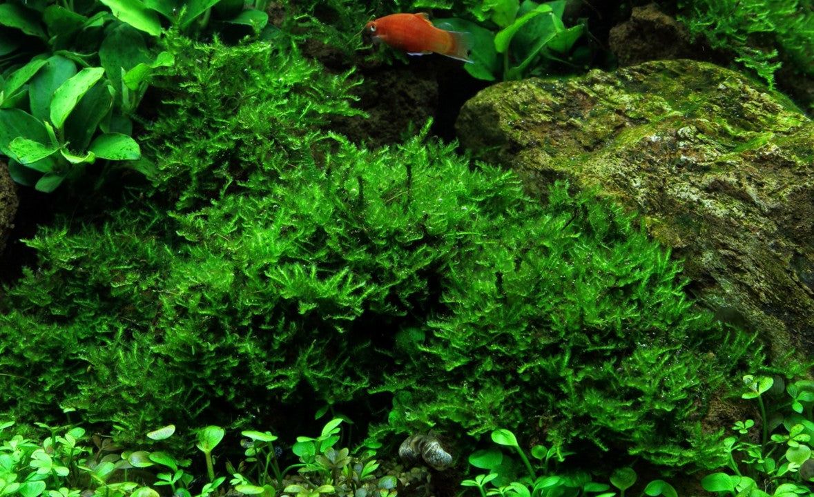 Természetes akváriumi moha, Tropica, Vesicularia montagnei 'Christmas', 7,5x10 cm
