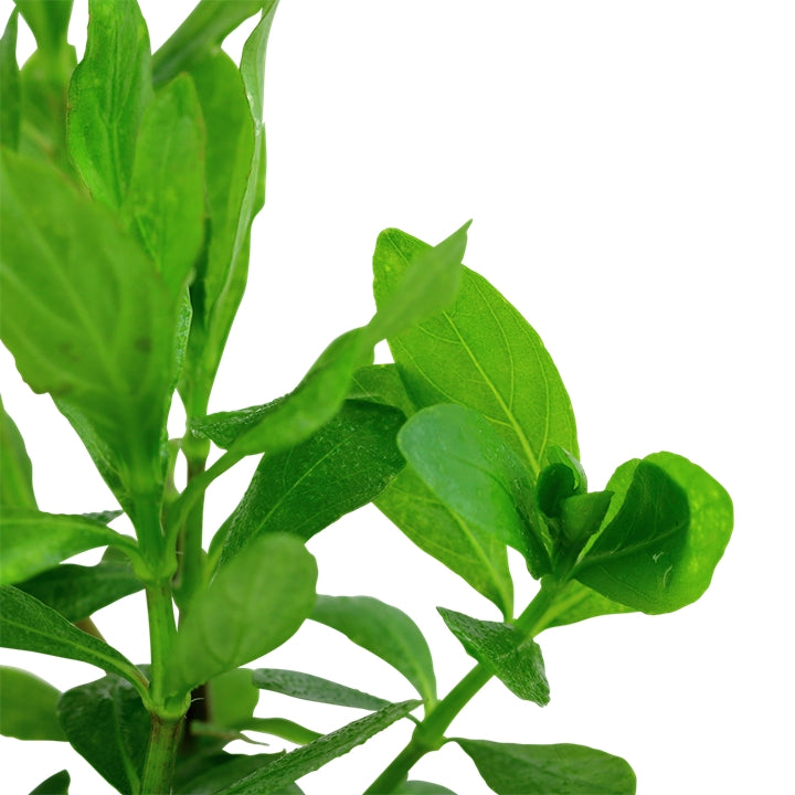 Természetes akváriumi növény, Tropica, Hygrophila polysperma