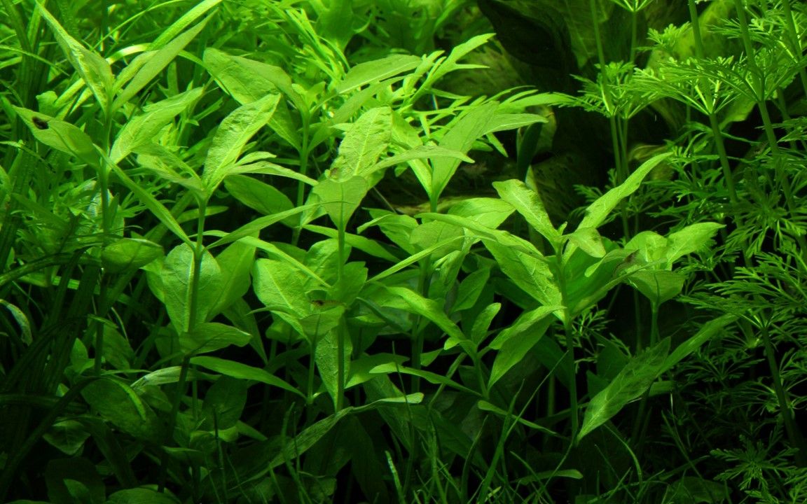Természetes akváriumi növény, Tropica, Hygrophila polysperma