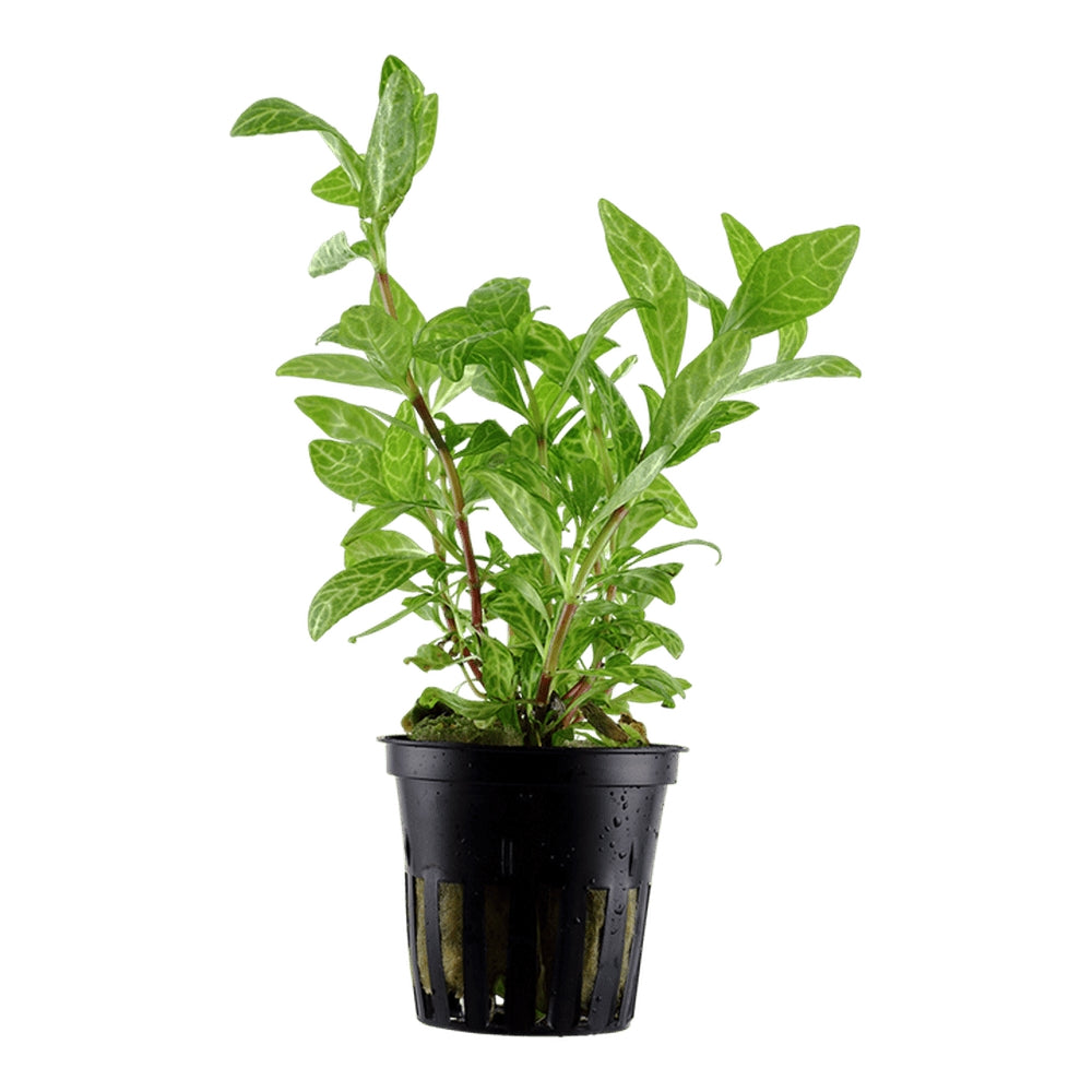 Természetes akváriumi növény, Tropica, Hygrophila polysperma 'Rosanervig'