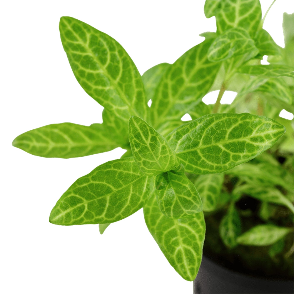 Természetes akváriumi növény, Tropica, Hygrophila polysperma 'Rosanervig'