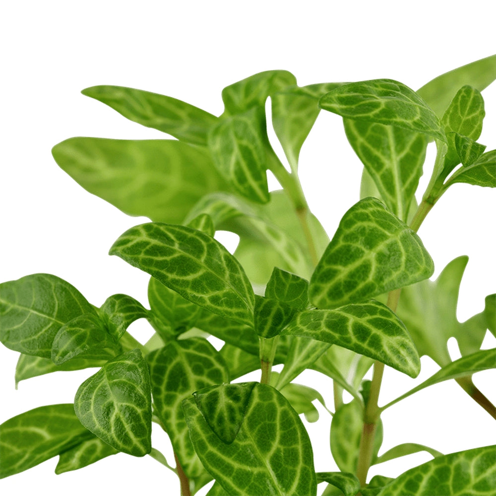 Természetes akváriumi növény, Tropica, Hygrophila polysperma 'Rosanervig'
