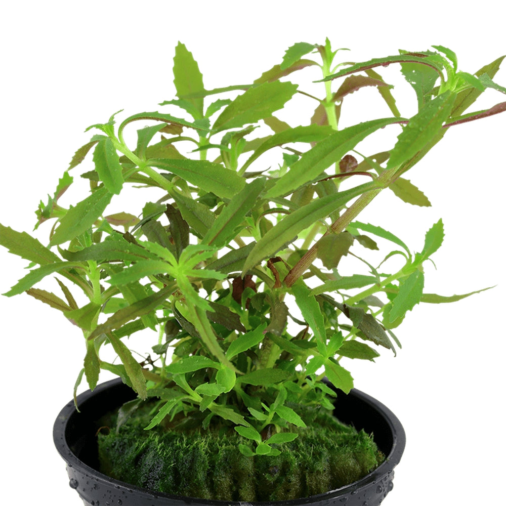 Természetes akváriumi növény, Tropica, Limnophila hippuridoides