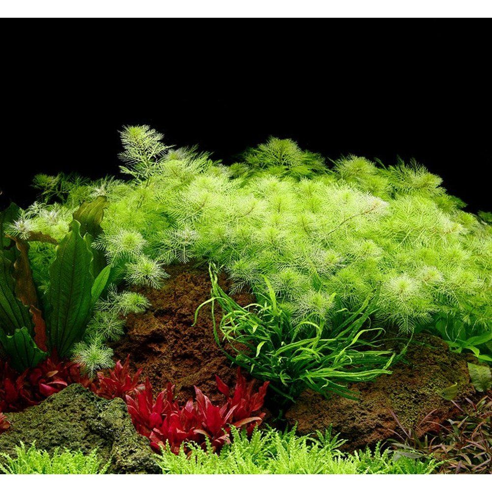 Természetes akváriumi növény, Tropica, Myriophyllum mattogrossense
