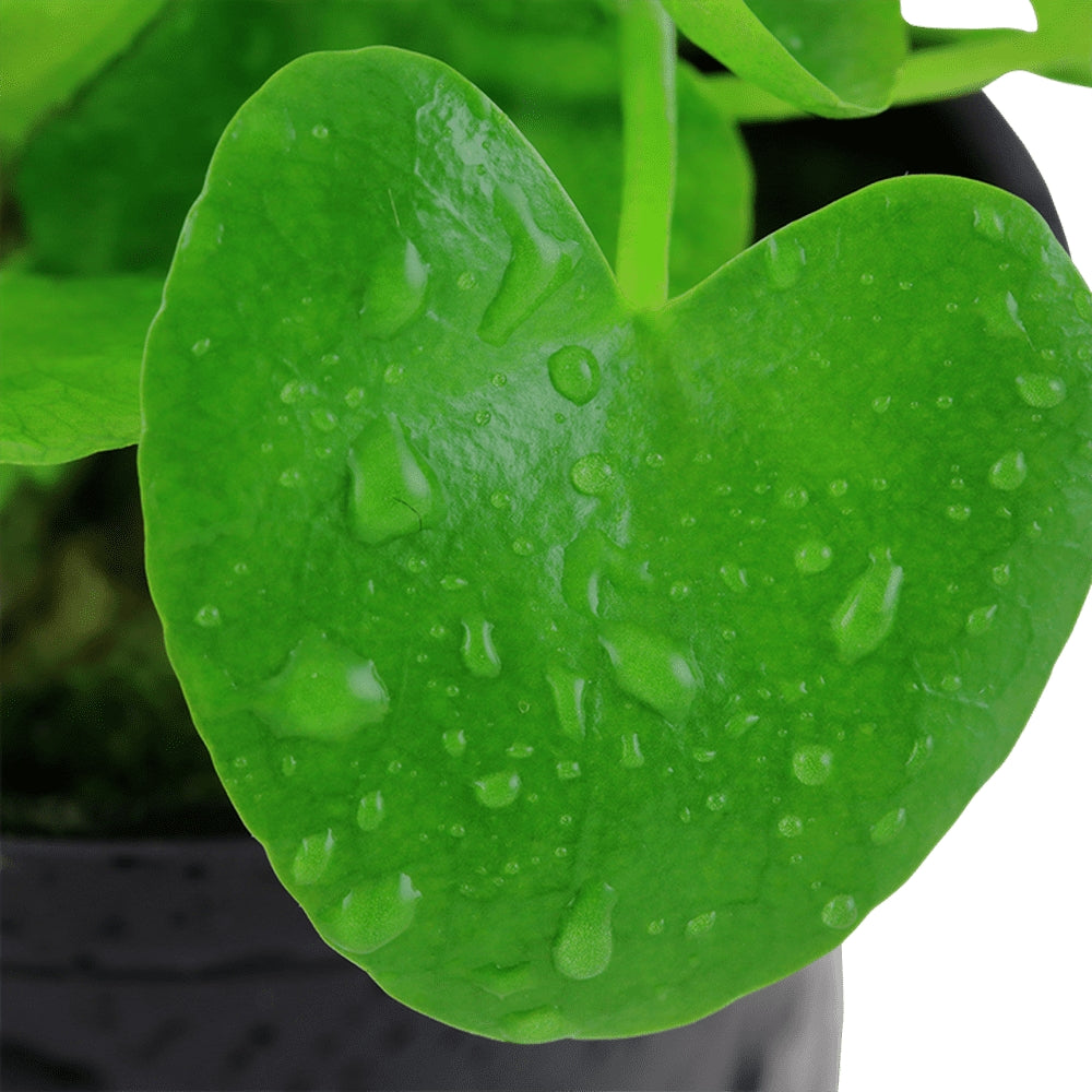 Természetes akváriumi növény, Tropica, Nymphoides hydrophylla 'Taiwan'