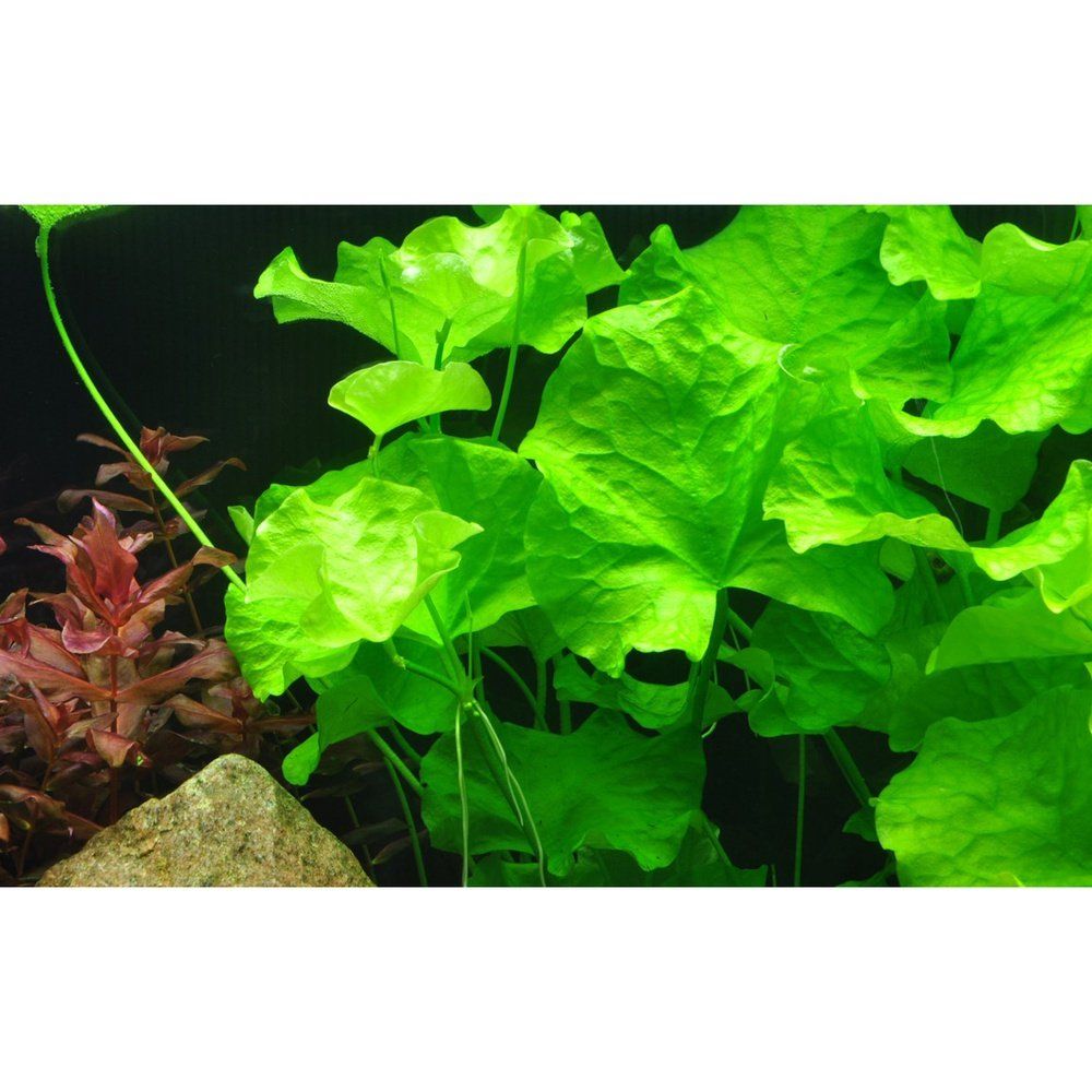 Természetes akváriumi növény, Tropica, Nymphoides hydrophylla 'Taiwan'