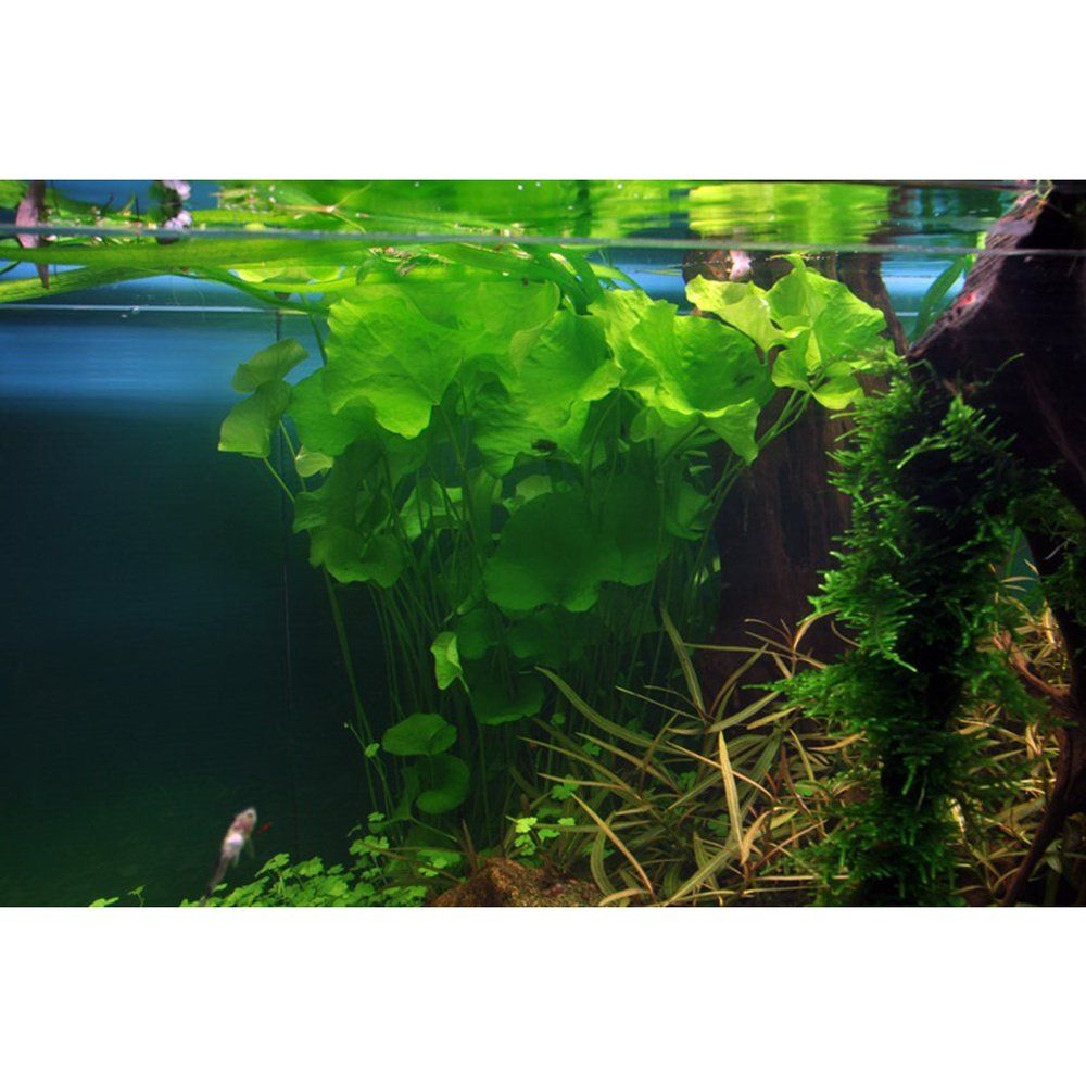 Természetes akváriumi növény, Tropica, Nymphoides hydrophylla 'Taiwan'