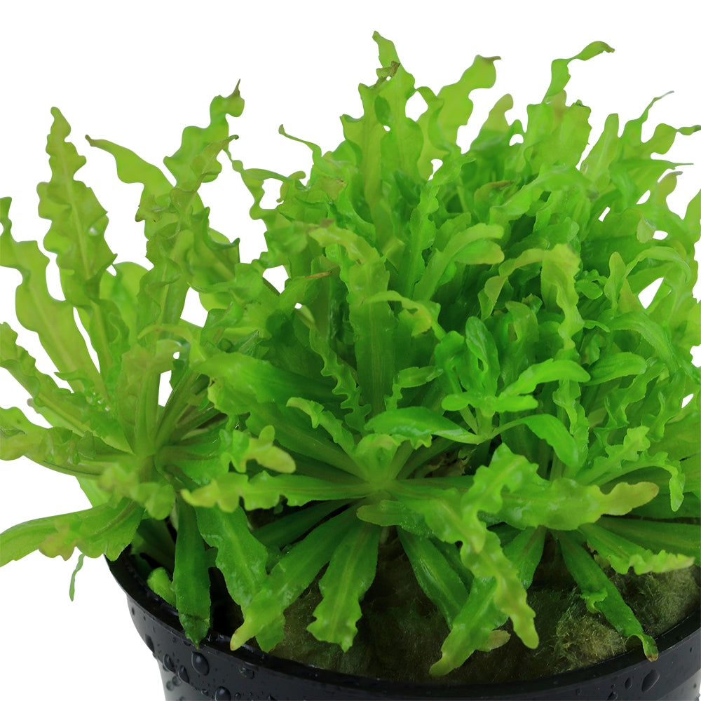 Természetes akváriumi növény, Tropica, Pogostemon helferi