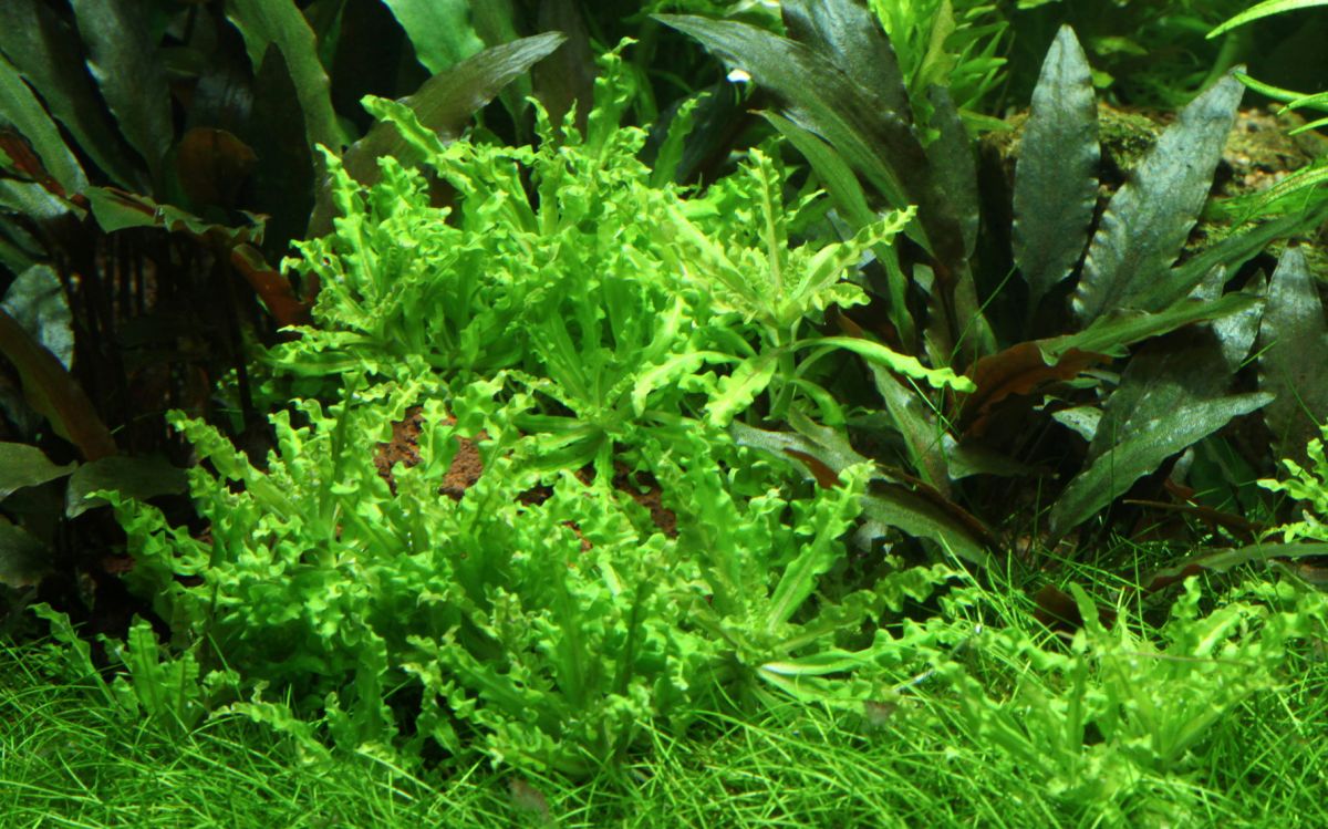 Természetes akváriumi növény, Tropica, Pogostemon helferi