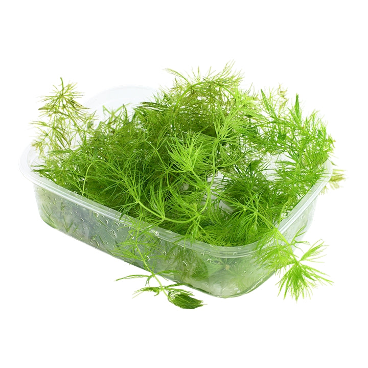 Természetes akváriumi növény, Tropica, Ceratophyllum demersum 'Foxtail'