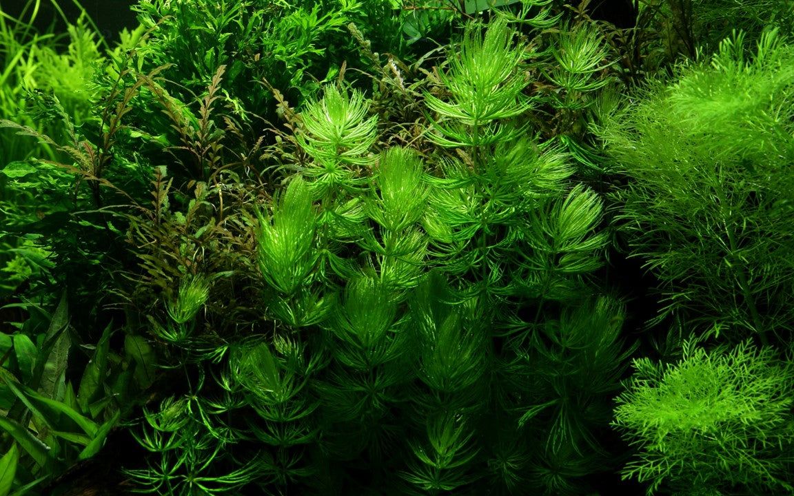 Természetes akváriumi növény, Tropica, Ceratophyllum demersum 'Foxtail'