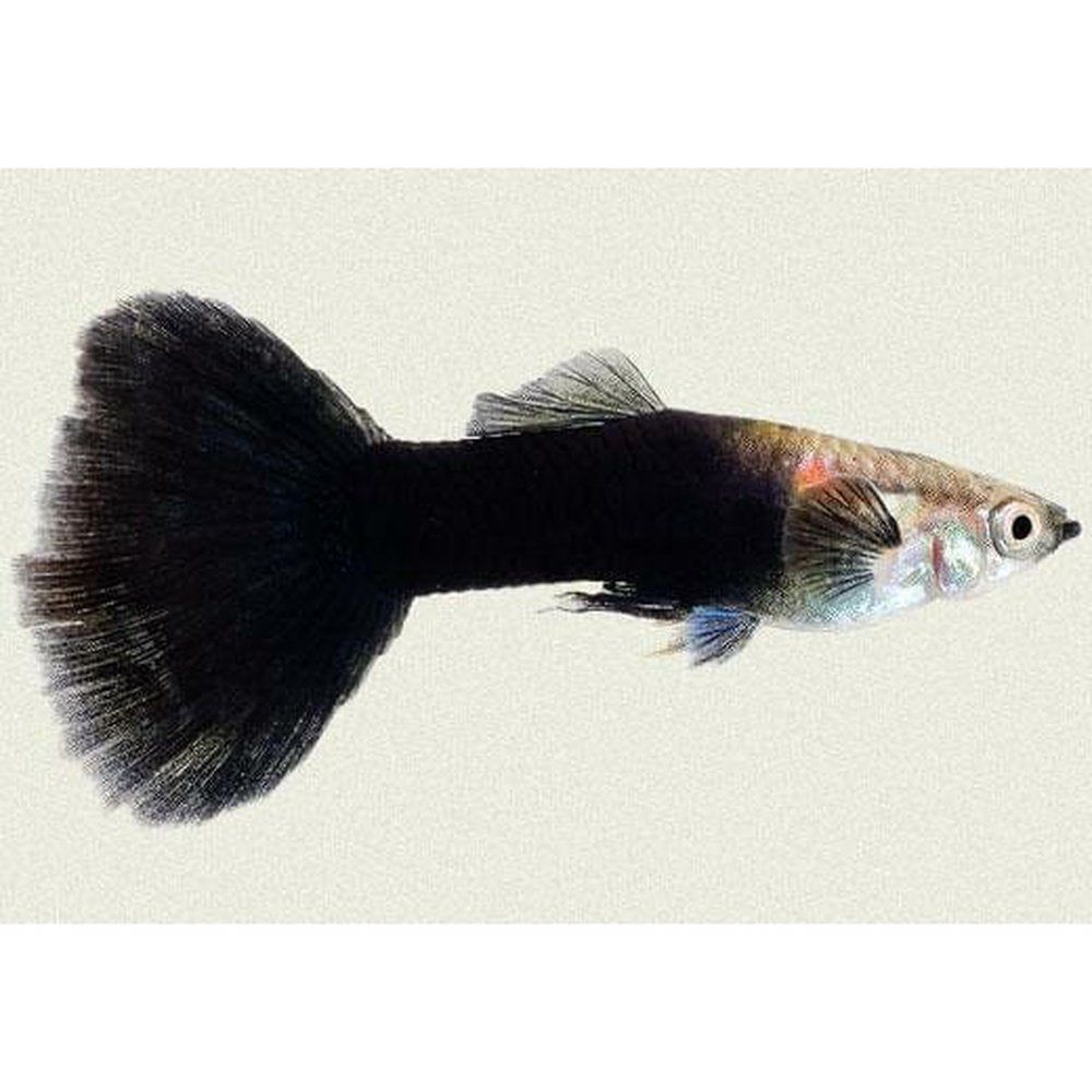 Vivipar hal , Poecilia reticulata (guppy black tuxedo), F, 3- 4 cm