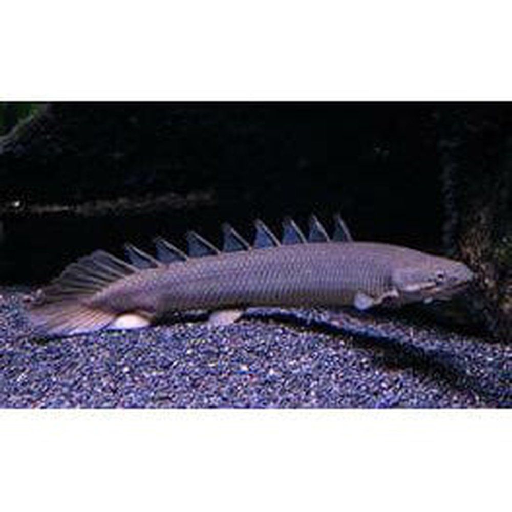 Polypterus senegalus - Szenegáli Tövishal