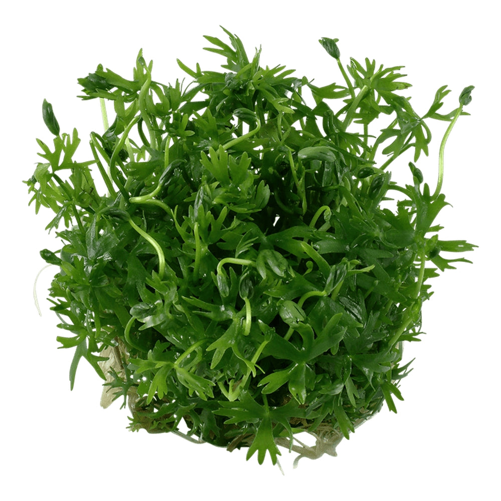 Természetes akváriumi növény, Tropica, Ranunculus inundatus 1-2-Grow!, 5 cm