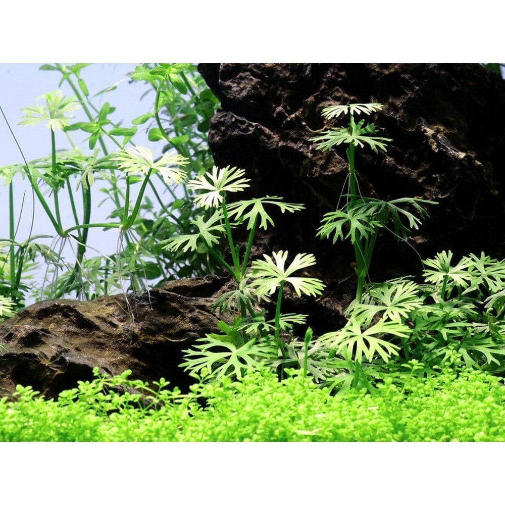 Természetes akváriumi növény, Tropica, Ranunculus inundatus 1-2-Grow!, 5 cm