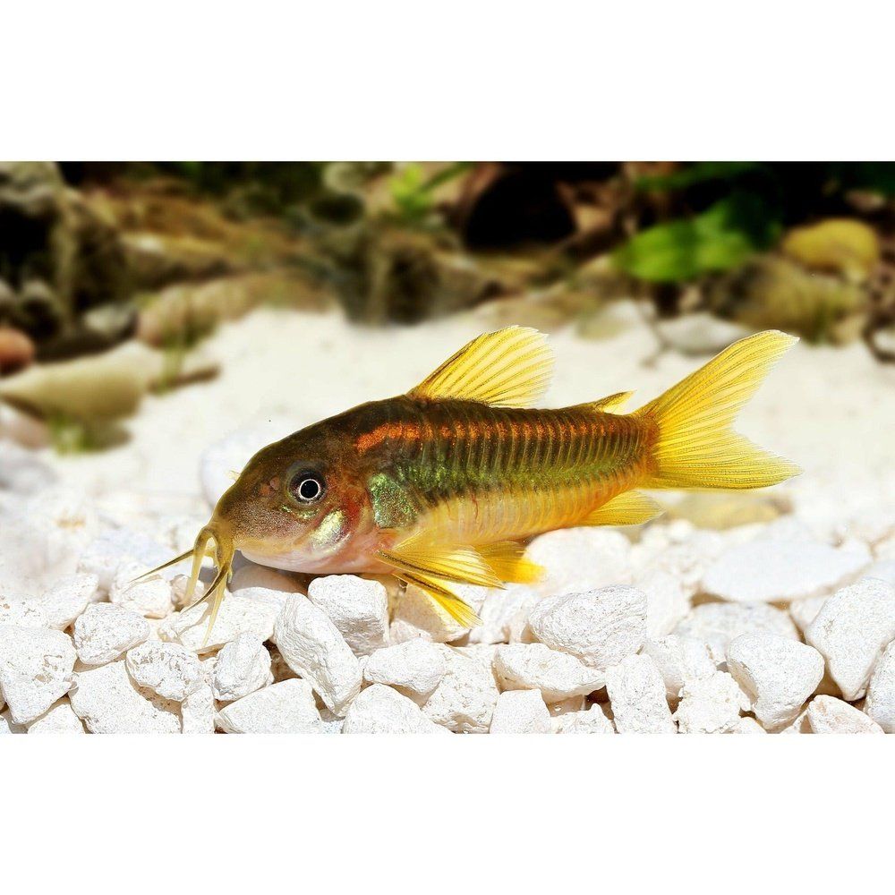 Peste sanitar, Corydoras Gold Laser