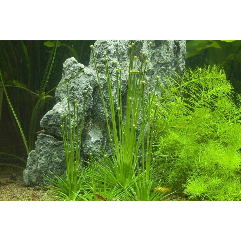 Természetes akváriumi növény, Tropica, Eriocaulon cinereum 1-2-Grow!, 5cm