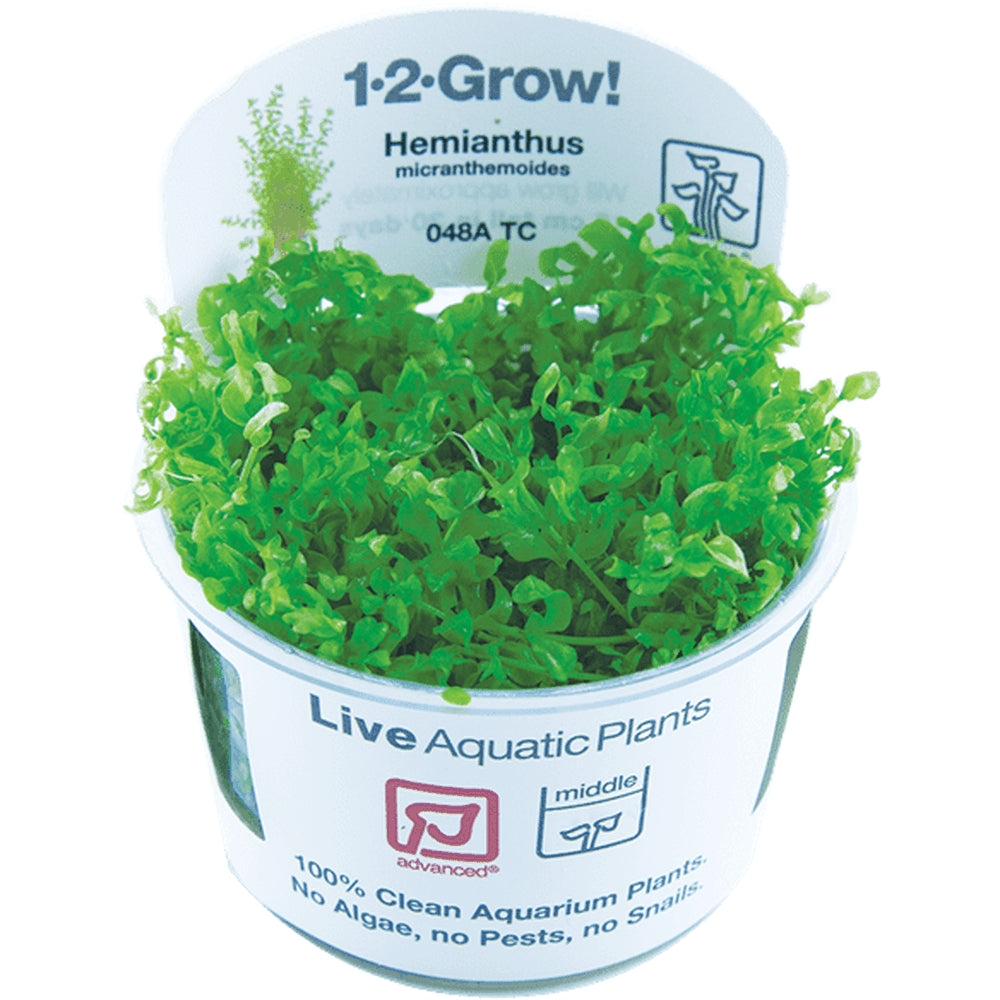 Természetes akváriumi növény, Tropica, Hemianthus micranthemoides 1-2-Grow!, 5 cm