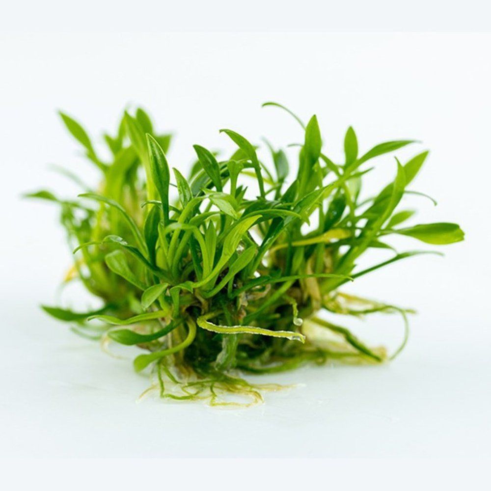 Természetes akváriumi növény, Tropica, Cryptocoryne parva 1-2-Grow!, 5 cm