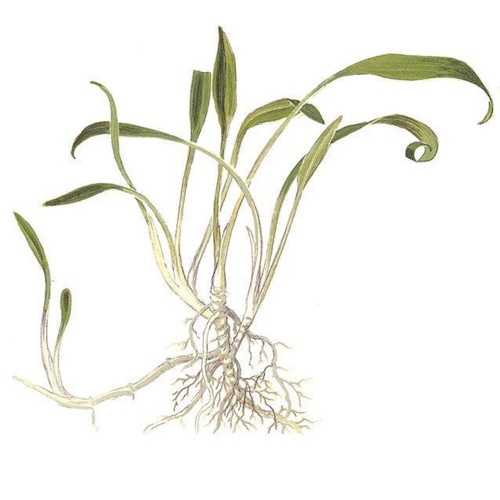 Természetes akváriumi növény, Tropica, Cryptocoryne parva 1-2-Grow!, 5 cm