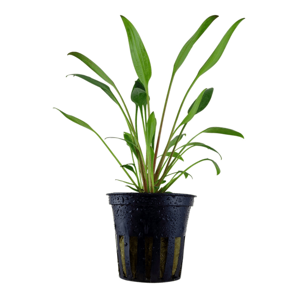 Természetes akváriumi növény, Tropica, Cryptocoryne x willisi