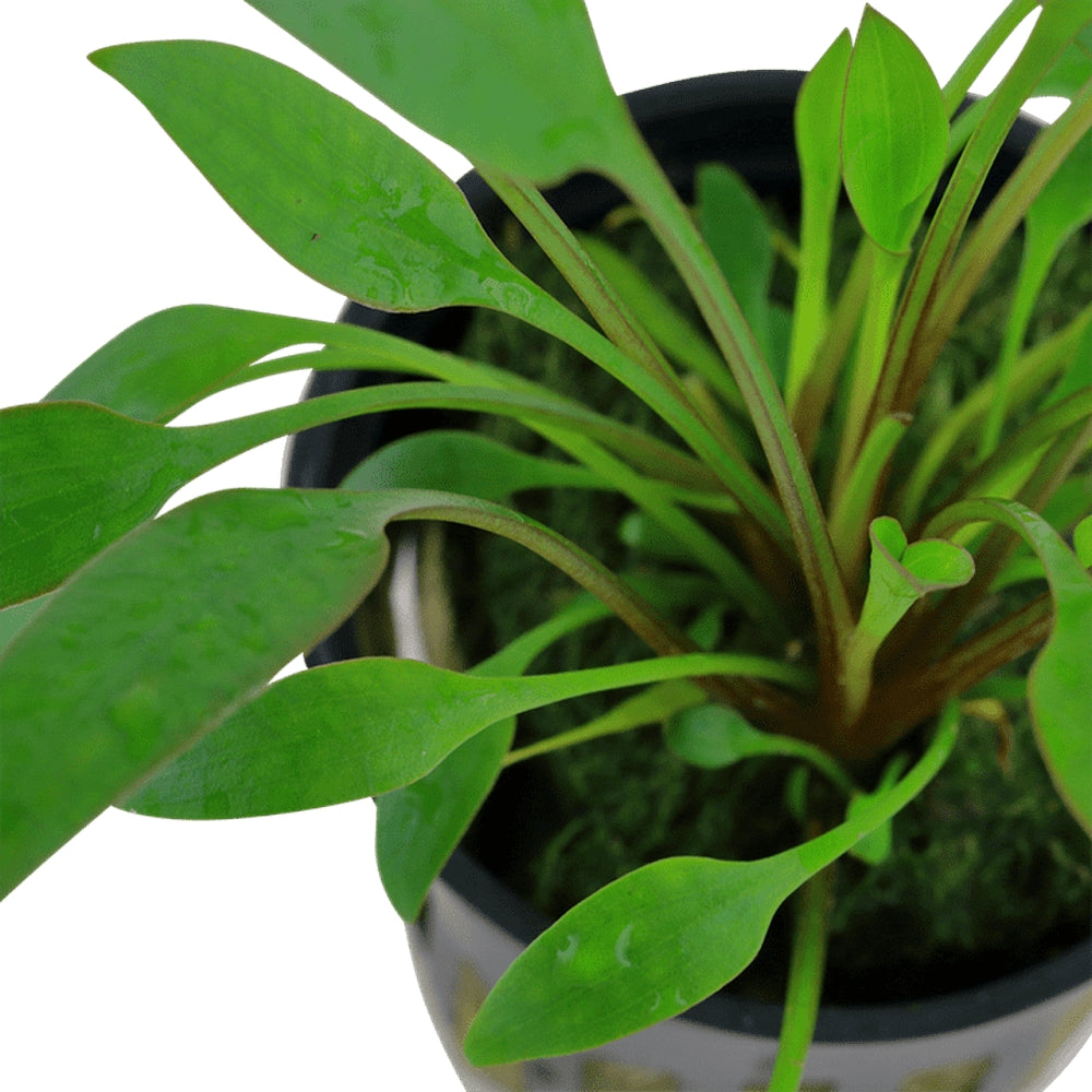 Természetes akváriumi növény, Tropica, Cryptocoryne x willisi