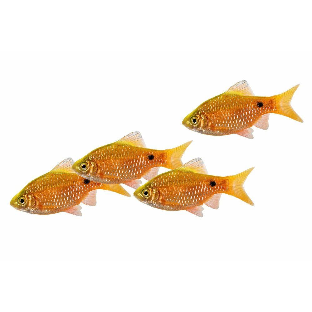 Barbus Conchonius Hal