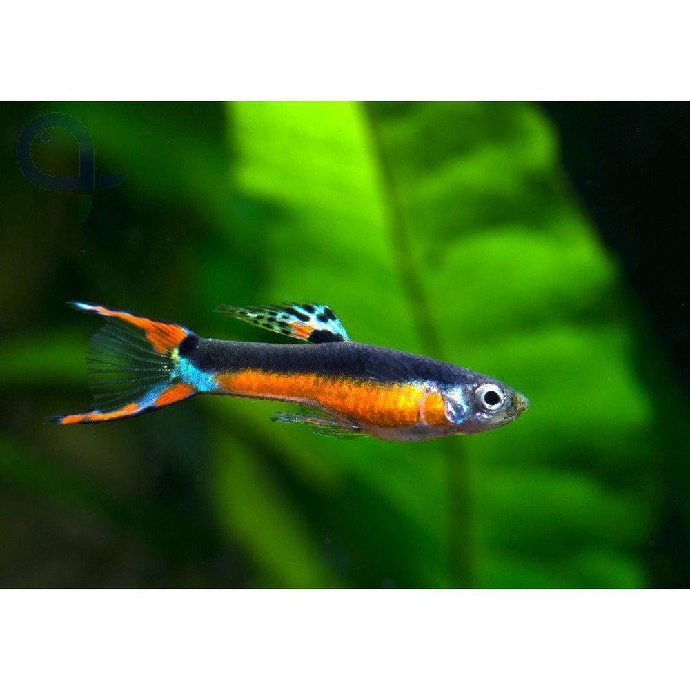 Vivipar hal, Poecilia santa maria (Guppy endler) M, 2-3 cm