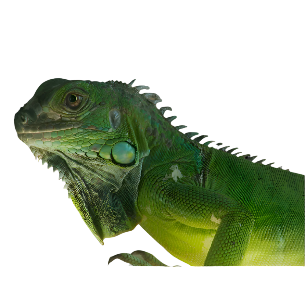 Zöld leguán
