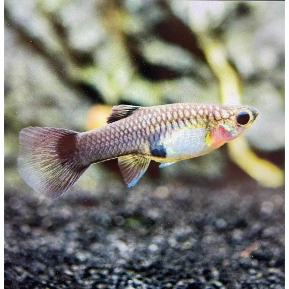 Vivipar hal, Poecilia reticulata (blue moscow)